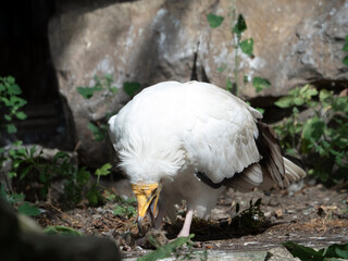 Egyptian vulture (Neophron percnopterus) eats game