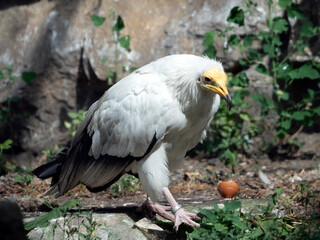 Egyptian vulture (Neophron percnopterus)