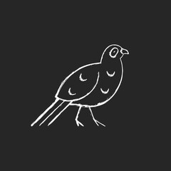 Bird chalk white icons set on dark background. Mikado pheasant. Taiwaneses decoration. Taiwan mountainous regions. Exotic forest inhabitants. Isolated vector chalkboard illustration on black