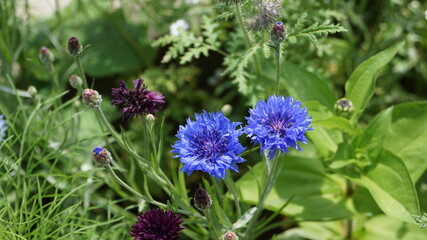 cornflower