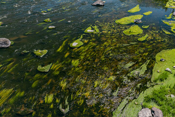 Scenic view of a river with algae and large rocks