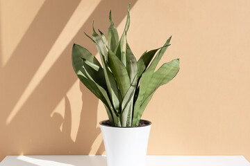 Sansevieria plant in a modern pot on a white table against a beige wall. Home plant Sansevieria trifa in a modern interior. Home decor and gardening concept.