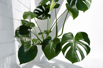 Beautiful monstera deliciosa or Swiss cheese plant in the sun against the background of a brick white wall. Home gardening concept.