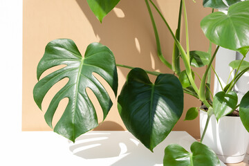A beautiful leaf of the monstera deliciosa or Swiss cheese plant in the sun against a beige and white wall background. House plants in a modern interior. Home decor and gardening concept © Marina Kaiser