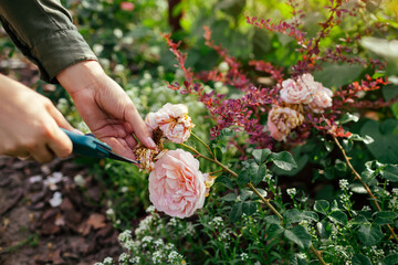 Woman deadheading spent rose hips in summer garden. Gardener cutting wilted flowers off with pruner.