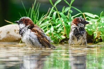 Two house sparrows bathe in the water of a bird watering hole. Czechia. Europe. 
