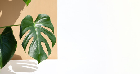 A beautiful leaves of the monstera deliciosa or Swiss cheese plant in the sun against a brown and white wall background. House plants in a modern interior. Home decor and gardening concept. Banner