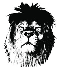 Portrait of a proud lion. Graphics on a white background. Illustration. Vector, eps10.