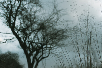 Fototapeta na wymiar A blurred, out of focus tree in the background, With a close up of grasses. With a moody, bleak winters day.