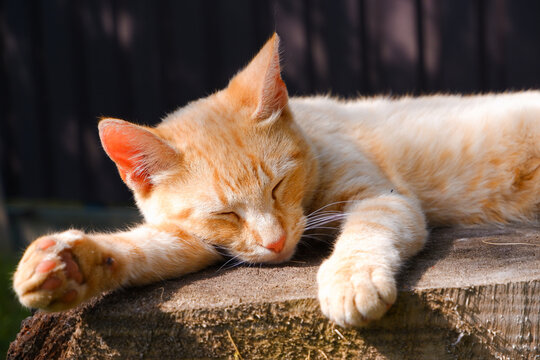 A ginger cat is relaxing in the shade of a summer garden on a large tree stump. Lazy cat. Close-up photo.