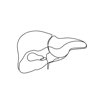 recommend clip art: Human liver with gallbladder one line art. Continuous line drawing of human, internal, organs, gastrointestinal tract.
