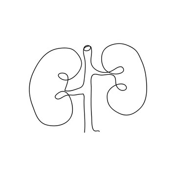recommend clip art: Human kidneys one line art. Continuous line drawing of human, internal, organs, kidneys, ureters, excretory system.