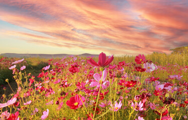 Obraz premium Red Mexican Aster in a field of flowers