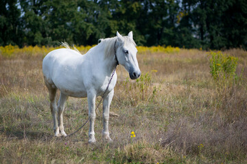 Obraz na płótnie Canvas beautiful white horse on dry grass in the field. Arabian horse, white horse stands in an agriculture field with dry grass in sunny weather. strong, hardy and fast animal.
