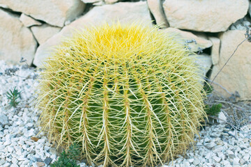 Green cactus in the shape of a ball with long yellow spines close-up.