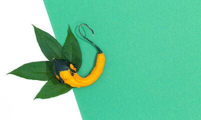 Minimalist fresh green scene. Organic leaves and decor pumpkin on green and white background. Zero...