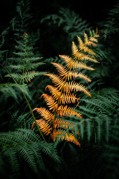 green fern leaf background