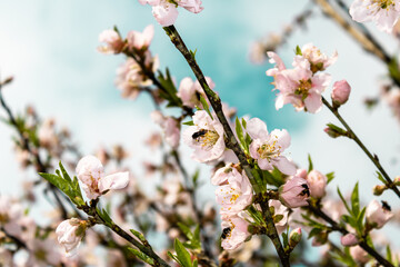 Flowers of a peach tree with blue sky and clouds in the background, Prunus persica, from the genus...