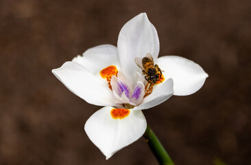 Detail of a bee covered with pollen specks on the white flower with orange of a ground or earth...