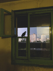 pigeon on the window