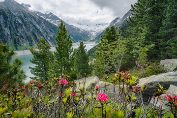 Alpenrose flowes with Schlegeis Stausee lake in background. Travel tourism hiking concept....