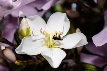 White flower with a bud on the side and bees around a manaca from the mountain range with the scientific name Tibouchina mutabilis. Pioneer tree of the Brazilian Atlantic Forest