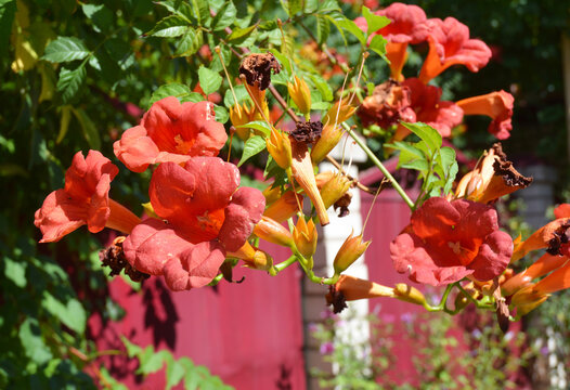 A close-up of a blooming Campsis radicans, the trumpet vine, trumpet creeper with beautiful orange trumpet-shaped flowers growing near the fence.