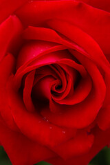 赤いバラのアップ
