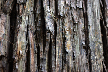 大木杉の幹の樹皮