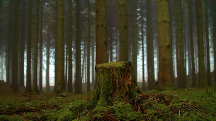 a tree stump in a wet forest