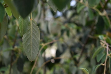 Barcelona, Antoni Gaudí and Nature!