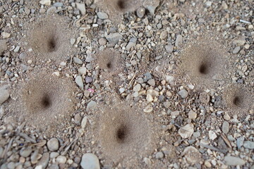 Holes of small insects, Ant lion's larva on the ground. Animal traps