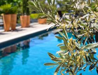 Poster Branches of a blooming olive tree on the background of a swimming pool on a sunny day in Athens in Greece © Alika