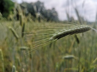 Źdźbło zboża na polu. Łąka, żniwa.  © Bartosz