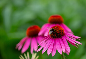 a bumblebee harvesting on a purple coneflower (echinacea) in full bloom