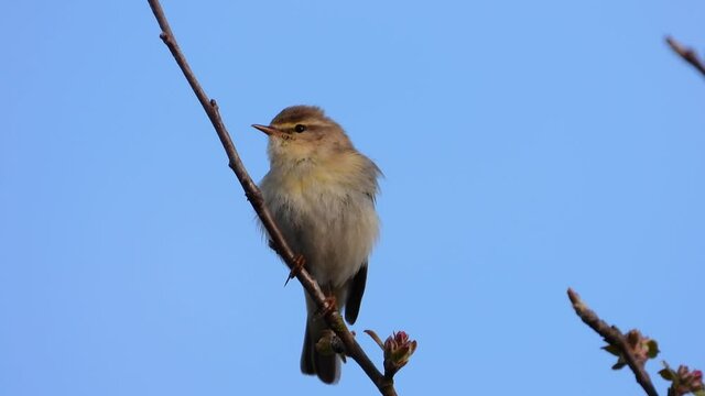 Fitis&nbsp;(Phylloscopus trochilus)