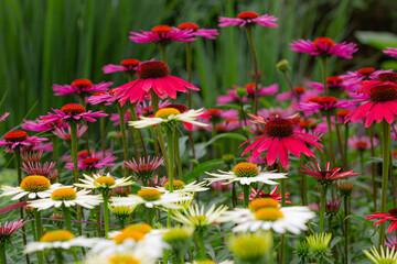purple coneflowers (echinacea) in full bloom with white coneflowers in blurry foreground