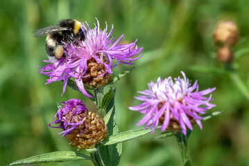 Fluffy bee collects nectar sitting on purple flower