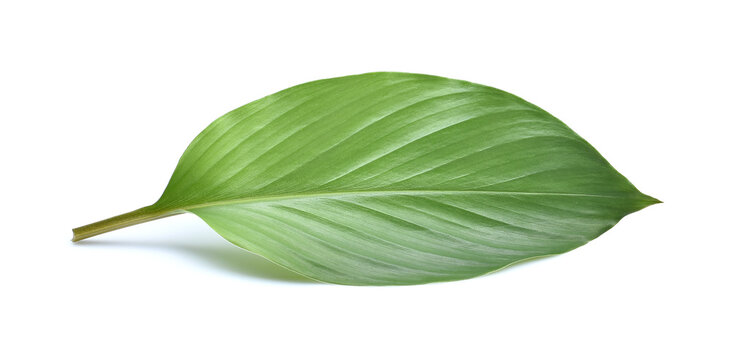 Freah Kaempferia  leaves or fingerroot leaves  on white background. closeup photo.