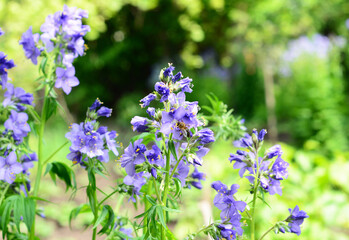 Obraz premium Beautiful purple spring perennial flowers Polemonium caeruleum, Jacob's-ladder, Greek valerian, a medicinal herb, blooming in spring.