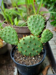 opuntia humifusa cactacea