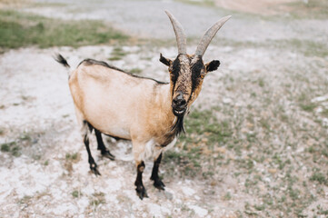 An adult, long-haired brown bearded, big-eyed goat stands in a pasture for an animal in the countryside.