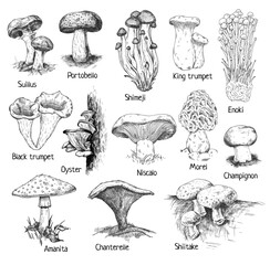 Type different mushroom. Vintage engraving monochrome black illustration. - obrazy, fototapety, plakaty