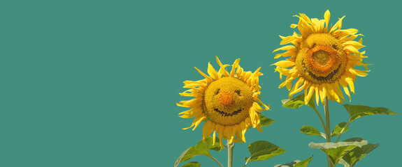 Smiling friends sunflowers with funny faces isolated on 
green background as concept healthy lifestyle and good mood for advertising banner, poster, label, invitation, sticker, etc.