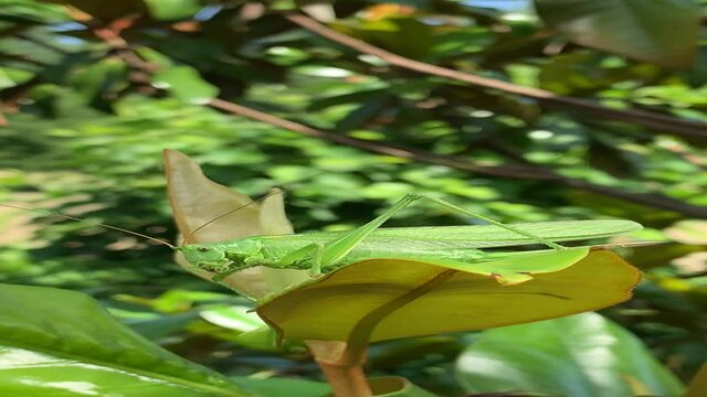 gr&uuml;ner Grash&uuml;pfer / Feldheuschrecke auf Immergr&uuml;ner Magnolie