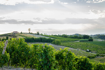 Fototapeta na wymiar vineyards in Monferrato Piedmont Italy