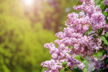 Pink lilac blooms in the Botanical garden
