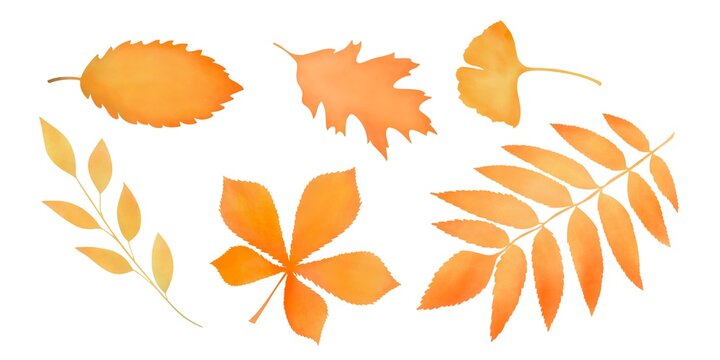Set of withering autumn leaves. Watercolor aquarelle technique. White background. Isolated leaves. Hand-drawn digital illustration