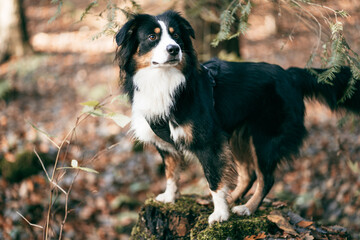 Australian Shepherd