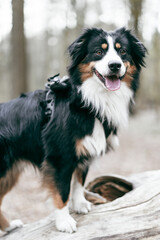 Australian Shepherd